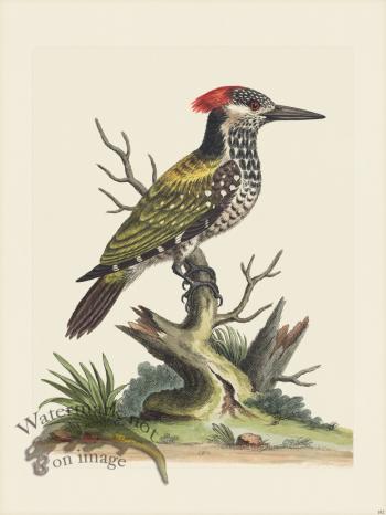 Edwards 182 Indian Wood-Pecker